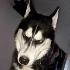 哈士奇叼玫瑰花表情包