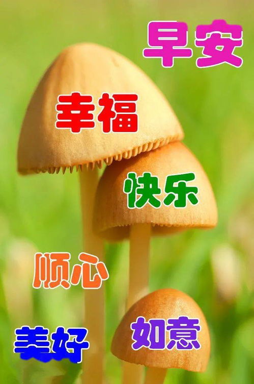  中老年表情包早上好,健康第一,快乐第一