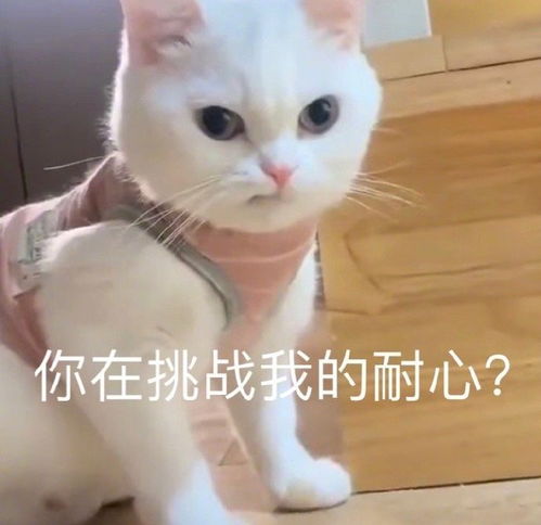  表情包聊天专用无水印表情包