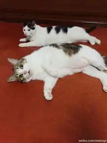 你收藏了哪些有关猫的好看的图片 你收藏了哪些有关猫的好看的图片