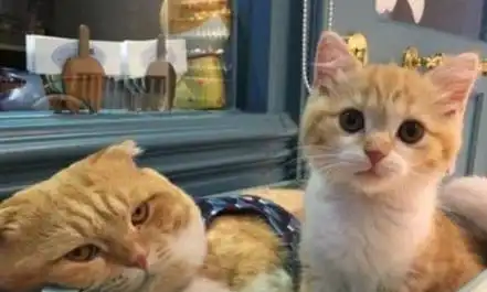 养一只橘猫是什么体验铲屎官我的小天使呢怎么变成居了 养一只橘猫是什么体验铲屎官我的小天使呢怎么变成居了