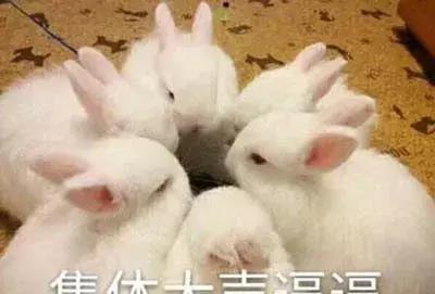 抖音小兔子表情包开心一
