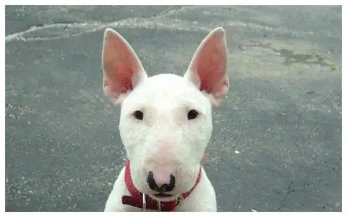 林永健牛头梗表情包要饭