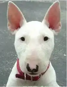 长得像孙红雷的狗出事了 长得像孙红雷的狗出事了