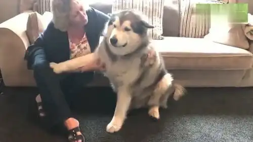 果然是奶奶养大的哈士奇,这体型让你意想不到 果然是奶奶养大的哈士奇,这体型让你意想不到