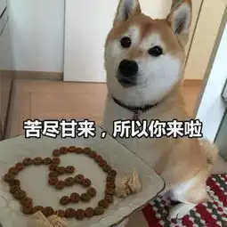 可爱逗比的汪星人表情包头像都微信头像我要个性网 可爱逗比的汪星人表情包头像都微信头像我要个性网