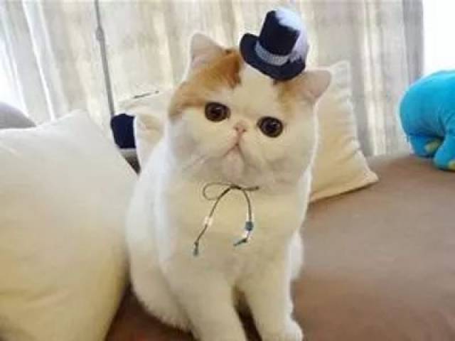  忧郁加菲猫的大扁脸原来是锤出来的