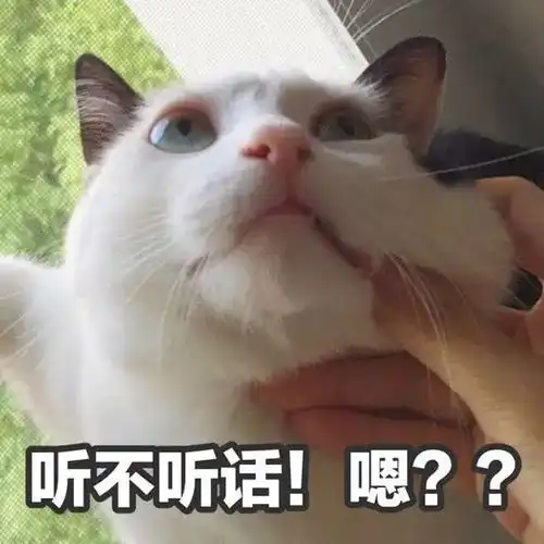 猫咪老师表情包带字打架