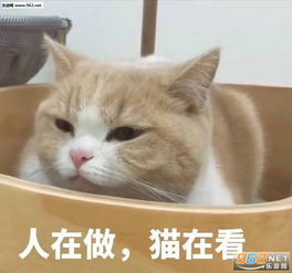 我亲爱的走狗表情包图片别碰我天线表情包下载乐游网游戏下载 我亲爱的走狗表情包图片别碰我天线表情包下载乐游网游戏下载