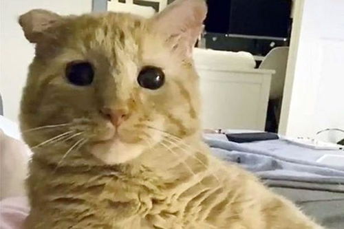  最悲伤的猫被收养,一年后判若两猫,快乐无比