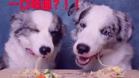  第一视角云养狗的第一步,用狗粮喂饱他