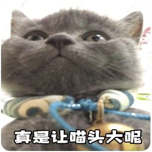  真是让喵头大呢大小煤球的日常表情