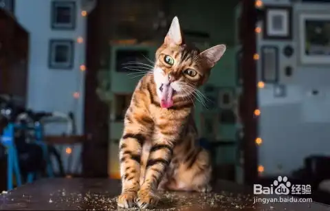 养猫必备小知识 养猫必备小知识