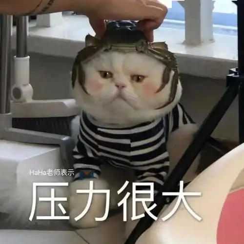 猫咪老师表情包带字拍一