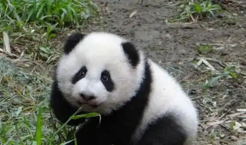 熊猫去世后国家会怎么处理真的心疼熊猫,网友太狠心了 熊猫去世后国家会怎么处理真的心疼熊猫,网友太狠心了