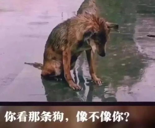  表情包男朋友不理你时,你要反思自己,为什么只有一个男朋友