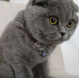  猫咪想离家出走,开门后发现主人就站在门外,机智的它反应亮了