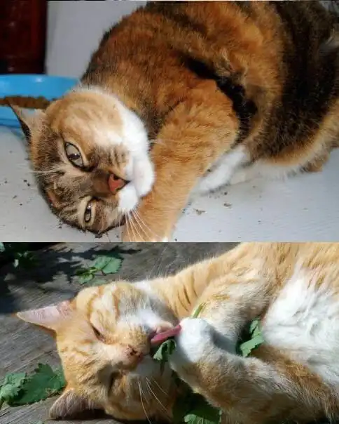 猫主子一个月总有那么几次变成一只废猫 猫主子一个月总有那么几次变成一只废猫