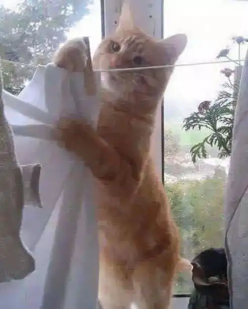 搞笑gif这猫咪也是操碎了心,一天天干不完的活 搞笑gif这猫咪也是操碎了心,一天天干不完的活