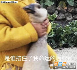 传点运气给你表情包巴卡
