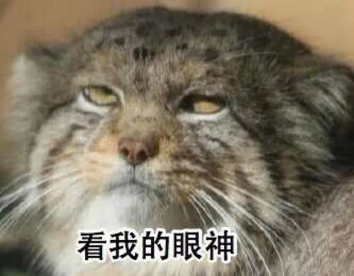  表情包看兔狲的小眼神自行体会