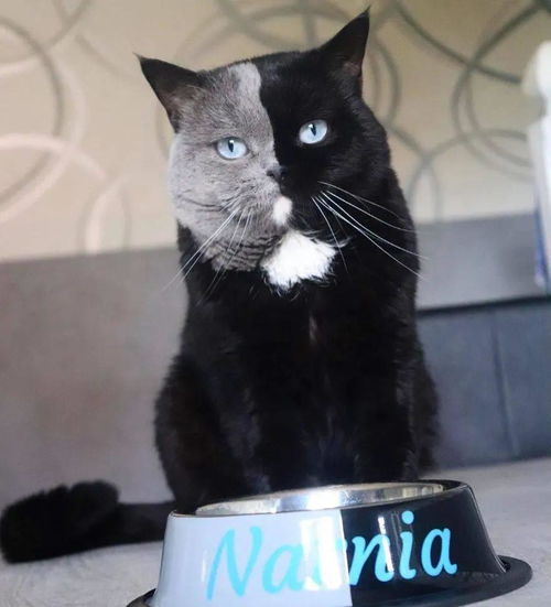  世界上最罕见的双面猫喜当爸网友感叹基因太强大