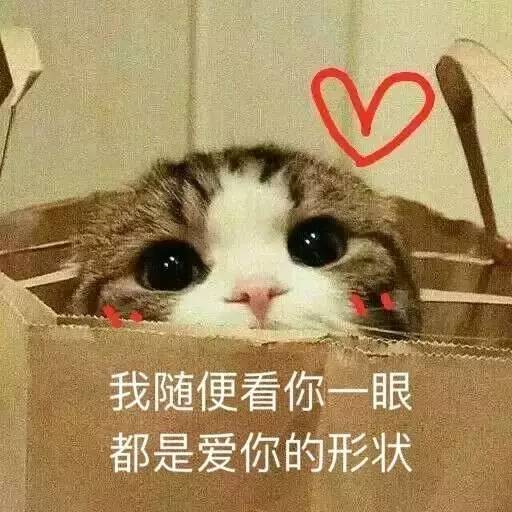 小仓鼠表情包一组小猫咪
