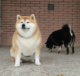  那个小孩的表情包
