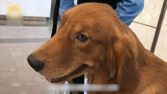 没想到你是这样的警犬看到小姐姐竟忘了工作,还跑过去...... 没想到你是这样的警犬看到小姐姐竟忘了工作,还跑过去......