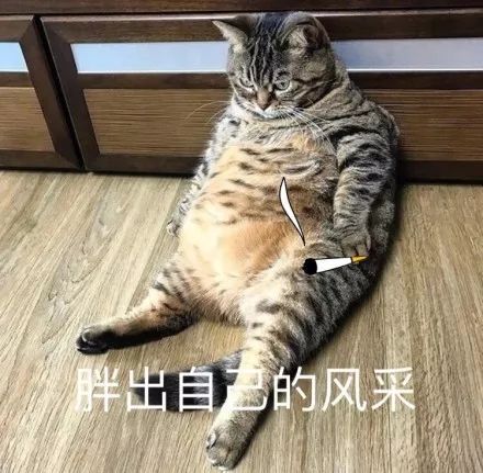  记者采访胖猫你觉得你胖吗胖猫瘦是不可能的...