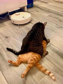  橘猫不知做错什么,被狸花强压着舔毛,表情都快哭了