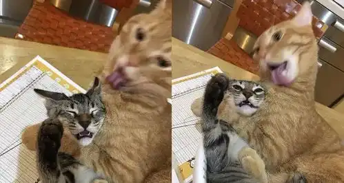 网友家的大橘猫每天喜欢吃大蒜,吃完竟然还朝身边的小虎斑咬了下去... 网友家的大橘猫每天喜欢吃大蒜,吃完竟然还朝身边的小虎斑咬了下去...