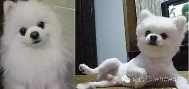 咬死你表情包剪毛