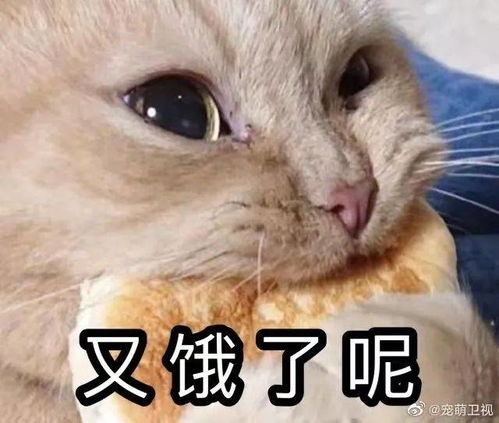 猫咪哭表情包狗狗