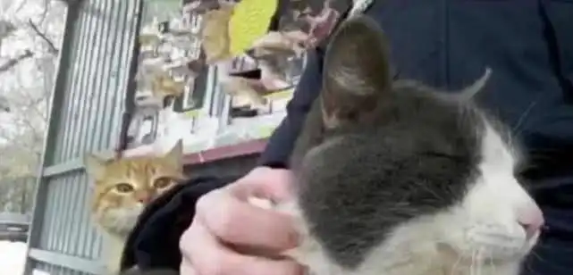 抱着猫咪在公车站等车,吸引来了一只橙猫,随后橙猫表情让人心疼 抱着猫咪在公车站等车,吸引来了一只橙猫,随后橙猫表情让人心疼