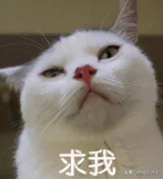 谈恋爱不如当铲屎官分享一波超疗愈放置宠物手游 谈恋爱不如当铲屎官分享一波超疗愈放置宠物手游