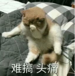  种草丨黑头收割机万年草莓鼻居然被它救好了