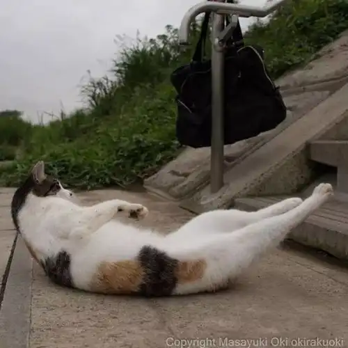 猫事打滚撒娇伸懒腰,这个摄影师拍街猫每张都能做成表情包 猫事打滚撒娇伸懒腰,这个摄影师拍街猫每张都能做成表情包