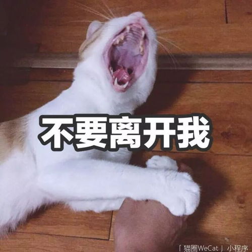  你用你家猫做过什么沙雕表情包猫圈话题