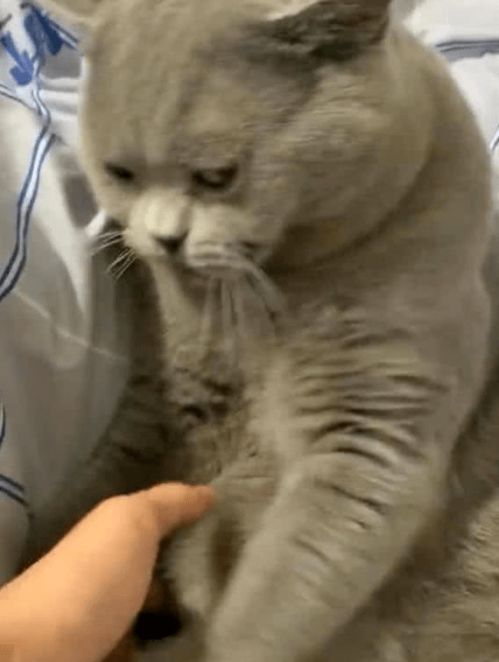  蓝猫死活不给主人撸,但当主人亮出菜刀就露出这个表情,笑翻人了