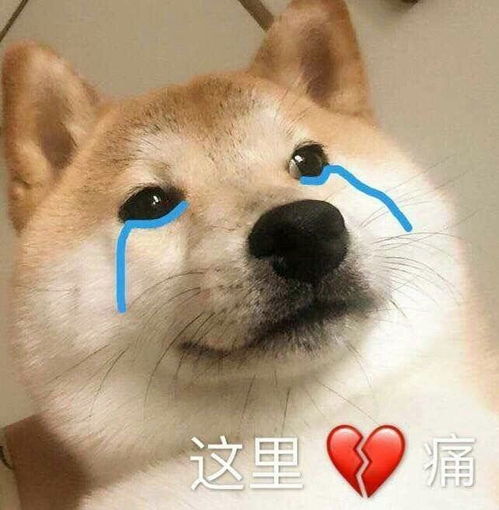  最新表情包图片锤子硬了