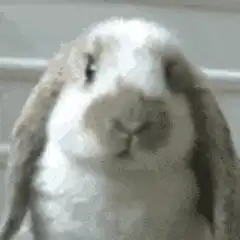 萌宠表情包今天该舔哪个哥哥好呢 萌宠表情包今天该舔哪个哥哥好呢