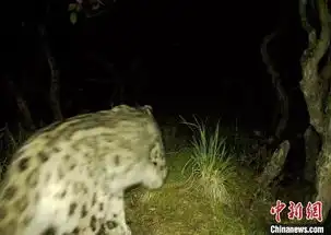 雪豹表情包红外相机