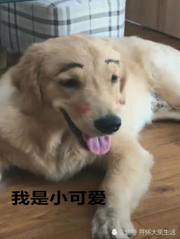  金毛被女子化妆,柳叶细眉樱桃小嘴,男友惊了比我女朋友还好看