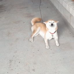 眼神很萌的那个表情包狗