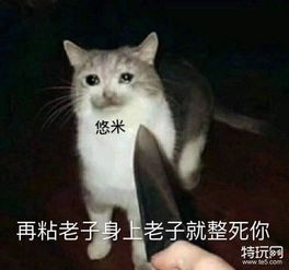  快乐魔法猫咪风靡峡谷悠米表情包安排一波