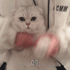  动物搞笑gif喵咪的各种神表情集锦,亮瞎你的眼睛