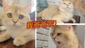  傻fufu的黄娇娇露出了无可奈何的表情