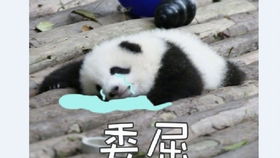  吃不到苹果,还被无情嘲笑,我太难了