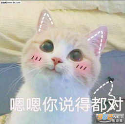  快乐是他们的我什么都没有图片猫咪可爱系列表情包下载乐游网游戏下载